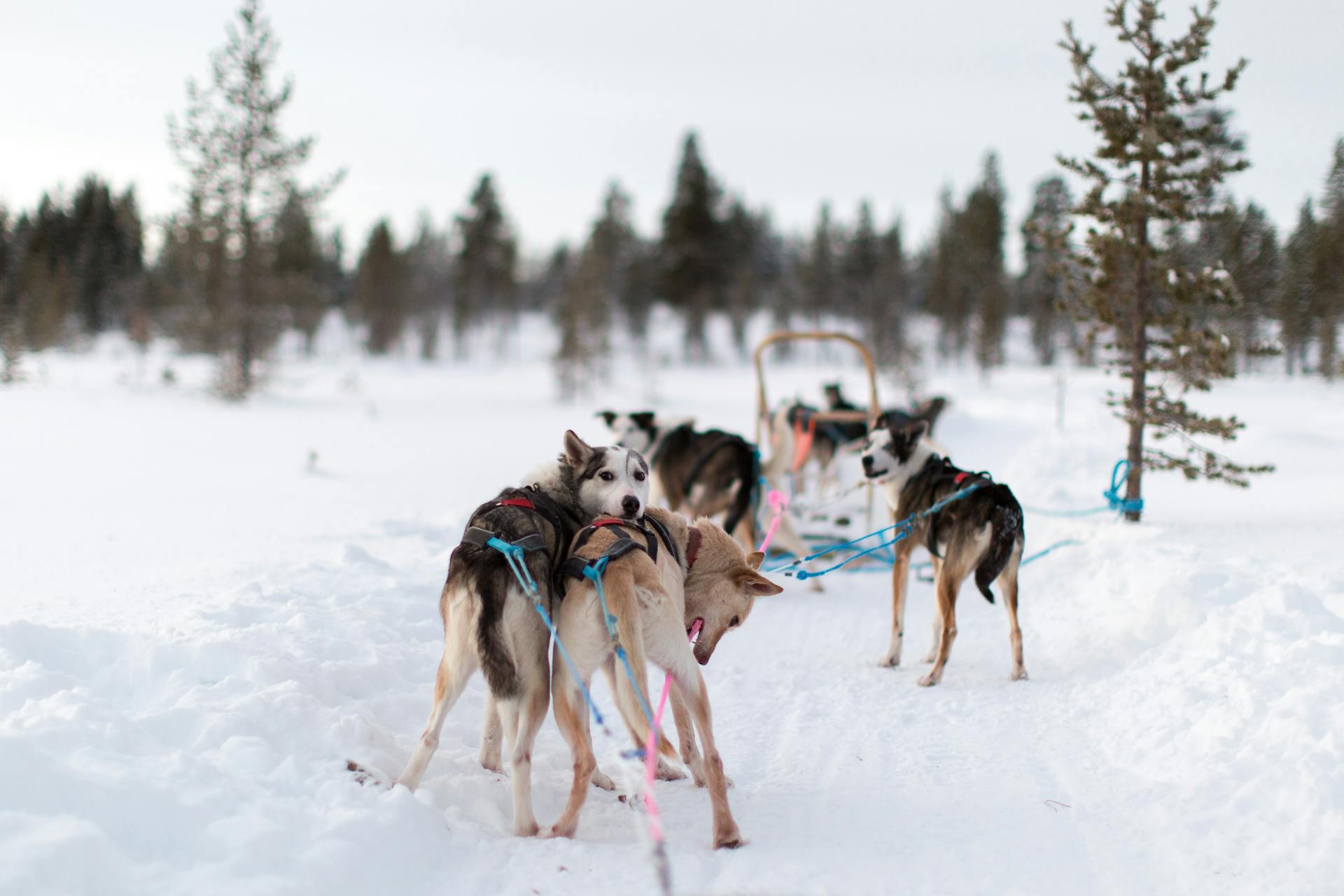 Dogs rest from sledding